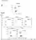 Fig. 07 - Natural killer cells