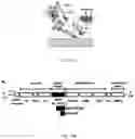 Fig. 49 - MODIFIED HEMATOPOIETIC STEM/PROGENITOR AND NON-T EFFECTOR CELLS, AND USES THEREOF