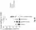 Fig. 49 - Compositions and methods for the induction of CD8+ T-cells
