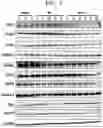 Fig. 07 - Composition comprising extract for preventing or treating ischemia-reperfusion injury and use thereof