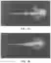 Fig. 02 - CARDIAC MYOFIBRIL INDUCTION