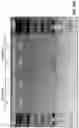 Fig. 22 - NUCLEIC ACID CONSTRUCTS COMPRISING GENE EDITING MULTI-SITES AND USES THEREOF