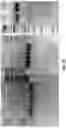 Fig. 32 - NUCLEIC ACID CONSTRUCTS COMPRISING GENE EDITING MULTI-SITES AND USES THEREOF
