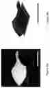 Fig. 09 - System and method for four-dimensional printing of elastomer-derived ceramic structures by self-forming method