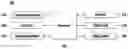 Fig. 01 - Vehicle terminal and operation method thereof