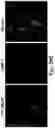 Fig. 28 - CATIONIC POLYMER COATED MESOPOROUS SILICA NANOPARTICLES AND USES THEREOF