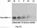 Fig. 35 - CATIONIC POLYMER COATED MESOPOROUS SILICA NANOPARTICLES AND USES THEREOF