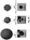 Fig. 44 - CATIONIC POLYMER COATED MESOPOROUS SILICA NANOPARTICLES AND USES THEREOF