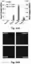 Fig. 71 - CATIONIC POLYMER COATED MESOPOROUS SILICA NANOPARTICLES AND USES THEREOF
