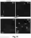 Fig. 74 - CATIONIC POLYMER COATED MESOPOROUS SILICA NANOPARTICLES AND USES THEREOF