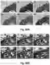 Fig. 77 - CATIONIC POLYMER COATED MESOPOROUS SILICA NANOPARTICLES AND USES THEREOF