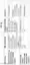 Fig. 40 - Separation of VWF and VWF propeptide by chromatographic methods