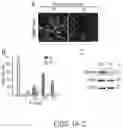 Fig. 02 - COMPOSITIONS AND METHODS RELATING TO MYOMIXER-PROMOTED MUSCLE CELL FUSION