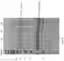 Fig. 09 - Methods and compositions for inhibiting ADAM 9 biological activities