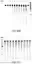 Fig. 258 - NOVEL CRISPR ENZYMES AND SYSTEMS