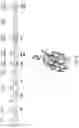Fig. 06 - NOVEL CRISPR ENZYMES AND SYSTEMS