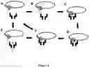 Fig. 07 - NUCLEIC ACID SEQUENCING USING TAGS