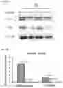 Fig. 07 - COMPOSITION FOR DIAGNOSIS OF SJÖGREN'S SYNDROME