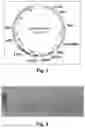 Fig. 02 - ABERRANT MITOCHONDRIAL DNA, ASSOCIATED FUSION TRANSCRIPTS AND HYBRIDIZATION PROBES THEREFOR