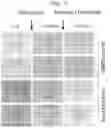 Fig. 02 - Identifying drug candidates for treating polycystic kidney disease using organoids generated from primary cells