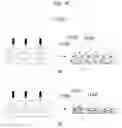 Fig. 49 - Electrochromic element and electrochromic device including the same