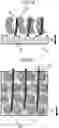 Fig. 08 - Developing apparatus for providing developer to an image bearing member and image forming apparatus having the developing apparatus