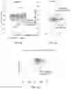 Fig. 19 - METHODS FOR PREDICTING TRANSCRIPTION FACTOR ACTIVITY