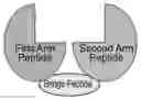 Fig. 01 - Methods of designing novel antibody mimetics for use in detecting antigens and as therapeutic agents