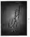 Fig. 02 - ST. AUGUSTINEGRASS PLANT NAMED 'FSA1602'
