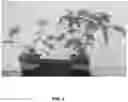 Fig. 02 - METHOD OF PRODUCING PATHOGEN-FREE CANNABIS PLANTS AND PATHOGEN-FREE PLANTS AND CLONES PRODUCED THEREFROM