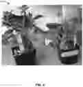 Fig. 06 - METHOD OF PRODUCING PATHOGEN-FREE CANNABIS PLANTS AND PATHOGEN-FREE PLANTS AND CLONES PRODUCED THEREFROM