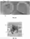 Fig. 09 - METHOD OF PRODUCING PATHOGEN-FREE CANNABIS PLANTS AND PATHOGEN-FREE PLANTS AND CLONES PRODUCED THEREFROM