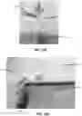 Fig. 14 - METHOD OF PRODUCING PATHOGEN-FREE CANNABIS PLANTS AND PATHOGEN-FREE PLANTS AND CLONES PRODUCED THEREFROM