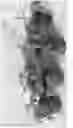 Fig. 07 - Year round flowering lupine