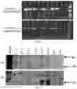 Fig. 05 - Genetically modified mice expressing humanized PD-1