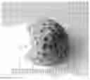 Fig. 01 - SOLID POPCORN KERNEL-CONTAINING COMPOSITIONS