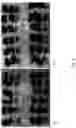 Fig. 08 - Method and device for treating nuts, in particular for producing nuts with improved shelling properties