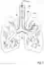 Fig. 07 - METHOD AND APPARATUS FOR ENDOBRONCHIAL DIAGNOSIS