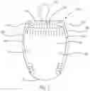 Fig. 09 - Taped and pant diapers comprising substantially identical chassis