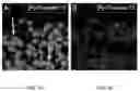 Fig. 08 - COMPOSITIONS AND METHODS FOR TREATING CARDIOVASCULAR AND PULMONARY DISEASES WITH APELIN