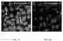 Fig. 09 - COMPOSITIONS AND METHODS FOR TREATING CARDIOVASCULAR AND PULMONARY DISEASES WITH APELIN