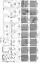Fig. 28 - Peptide coacervates and methods of use thereof