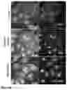 Fig. 47 - Peptide coacervates and methods of use thereof