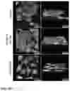 Fig. 48 - Peptide coacervates and methods of use thereof