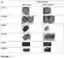 Fig. 53 - Peptide coacervates and methods of use thereof