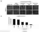 Fig. 01 - Pharmaceutical composition for preventing or treating AIDS comprising rhodanine derivative