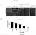 Fig. 06 - Pharmaceutical composition for preventing or treating AIDS comprising rhodanine derivative