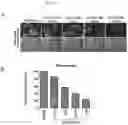 Fig. 07 - Pharmaceutical composition for preventing or treating AIDS comprising rhodanine derivative