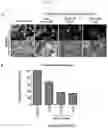 Fig. 08 - Pharmaceutical composition for preventing or treating AIDS comprising rhodanine derivative