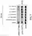 Fig. 08 - Rapamycin analogs and uses thereof